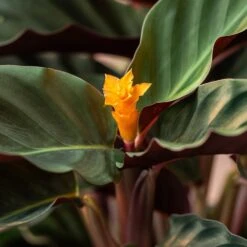 Goeppertia Crocata 'Tassmania' -Herbalife Shop pl2000027721 card4 lg