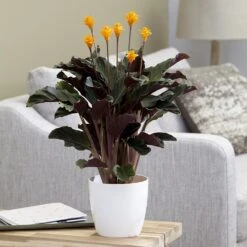 Goeppertia Crocata 'Tassmania' -Herbalife Shop pl2000027721 card5 lg