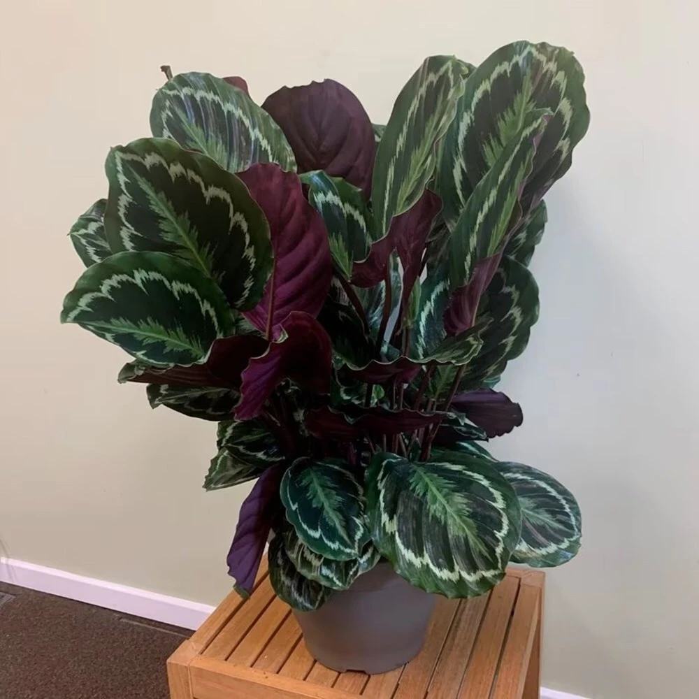 Goeppertia Veitchiana 'Medaillon' 5 Goeppertia Veitchiana 'Medaillon' - Image 3