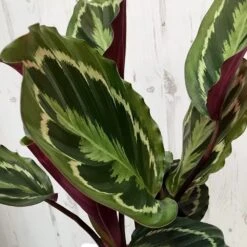 Goeppertia Veitchiana 'Medaillon' 11 Goeppertia Veitchiana 'Medaillon' -Herbalife Shop pl2000027727 card5 lg