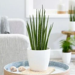 Sansevieria Bacularis 'Mikado' 7 Sansevieria Bacularis 'Mikado' -Herbalife Shop pl2000027729 card3 lg