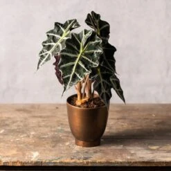 Alocasia × Amazonica 'Polly' -Herbalife Shop pl2000027731 card3 lg