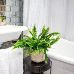 Nephrolepis Exaltata 'Green Lady' -Herbalife Shop pl2000027735 card5 lg