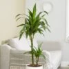 Dracaena Fragrans 'Janet Craig' 1 Dracaena Fragrans 'Janet Craig' -Herbalife Shop pl2000027738
