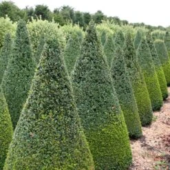 Buxus Sempervirens