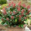 Skimmia Japonica 'Rubella' (male) -Herbalife Shop pl2000027773