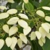 Schizophragma Fauriei 'Angel Wings' -Herbalife Shop pl2000027789