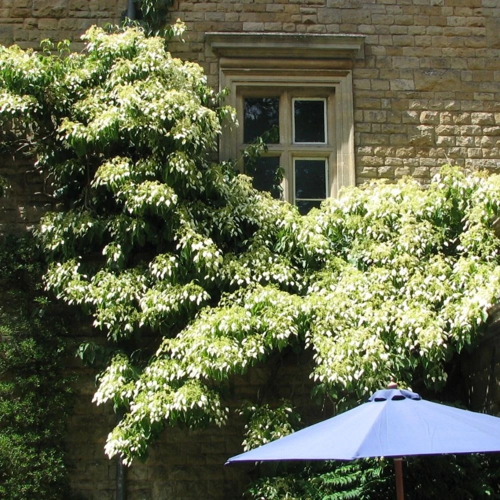 Schizophragma Fauriei 'Angel Wings' 4 Schizophragma Fauriei 'Angel Wings' - Image 2