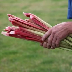 Rhubarb 'Timperley Early'