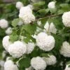 Viburnum Opulus 'Roseum' 2 Viburnum Opulus 'Roseum' -Herbalife Shop pl2000027943