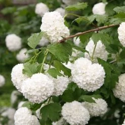 Viburnum Opulus 'Roseum' -Herbalife Shop pl2000027943 card3 lg