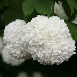 Viburnum Opulus 'Roseum' -Herbalife Shop pl2000027943 card5 lg