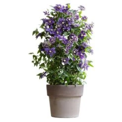 Clematis 'Taiga' (PBR) -Herbalife Shop pl2000028061 card6 lg