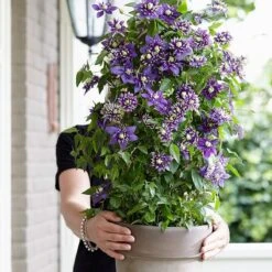 Clematis 'Taiga' (PBR) -Herbalife Shop pl2000028061 card7 lg