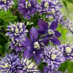 Clematis 'Taiga' (PBR) -Herbalife Shop pl2000028061 card8 lg