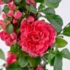 Chaenomeles Speciosa 'Pink Storm' (PBR) -Herbalife Shop pl2000028100