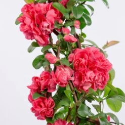 Chaenomeles Speciosa 'Pink Storm' (PBR) 5 Chaenomeles Speciosa 'Pink Storm' (PBR) -Herbalife Shop pl2000028100 card2 lg