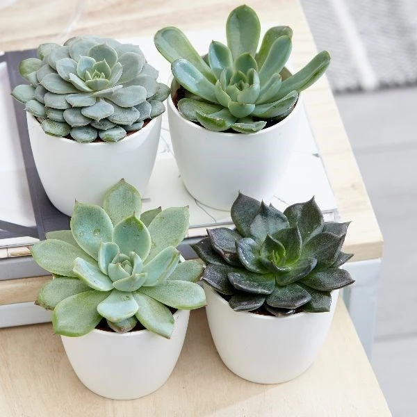 Echeveria Starter Collection 4 Echeveria Starter Collection - Image 2