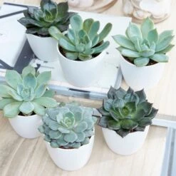 Echeveria Starter Collection 9 Echeveria Starter Collection -Herbalife Shop pl2000028161 card3 lg