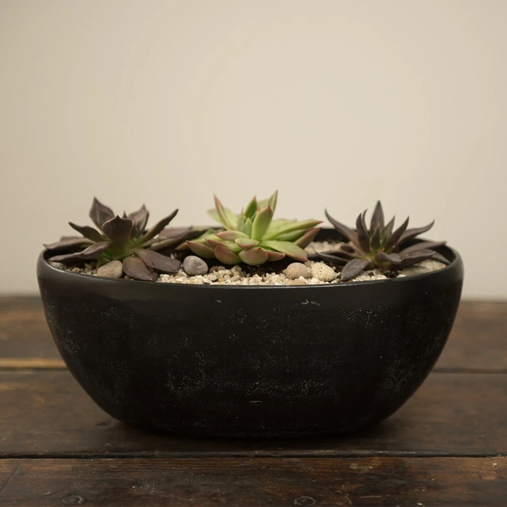 Echeveria Starter Collection 6 Echeveria Starter Collection - Image 4