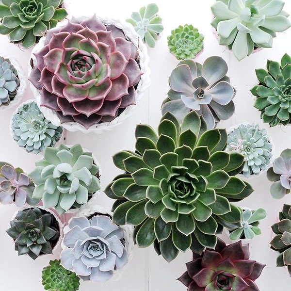 Echeveria Starter Collection 7 Echeveria Starter Collection - Image 5