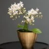 Phalaenopsis 'White Willd Orchid' -Herbalife Shop pl2000028180