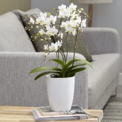 Phalaenopsis 'White Willd Orchid' -Herbalife Shop pl2000028180 card2 lg
