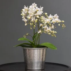 Phalaenopsis 'White Willd Orchid' -Herbalife Shop pl2000028180 card5 lg