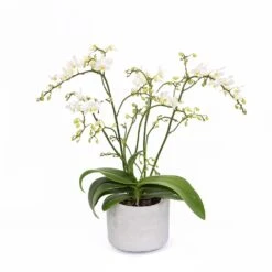 Phalaenopsis 'White Willd Orchid' -Herbalife Shop pl2000028180 card6 lg