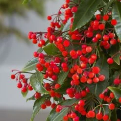 Ardisia Crenata 'Queen Star' (PBR) 7 Ardisia Crenata 'Queen Star' (PBR) -Herbalife Shop pl2000028194 card2 lg