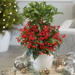 Ardisia Crenata 'Queen Star' (PBR) 8 Ardisia Crenata 'Queen Star' (PBR) -Herbalife Shop pl2000028194 card3 lg