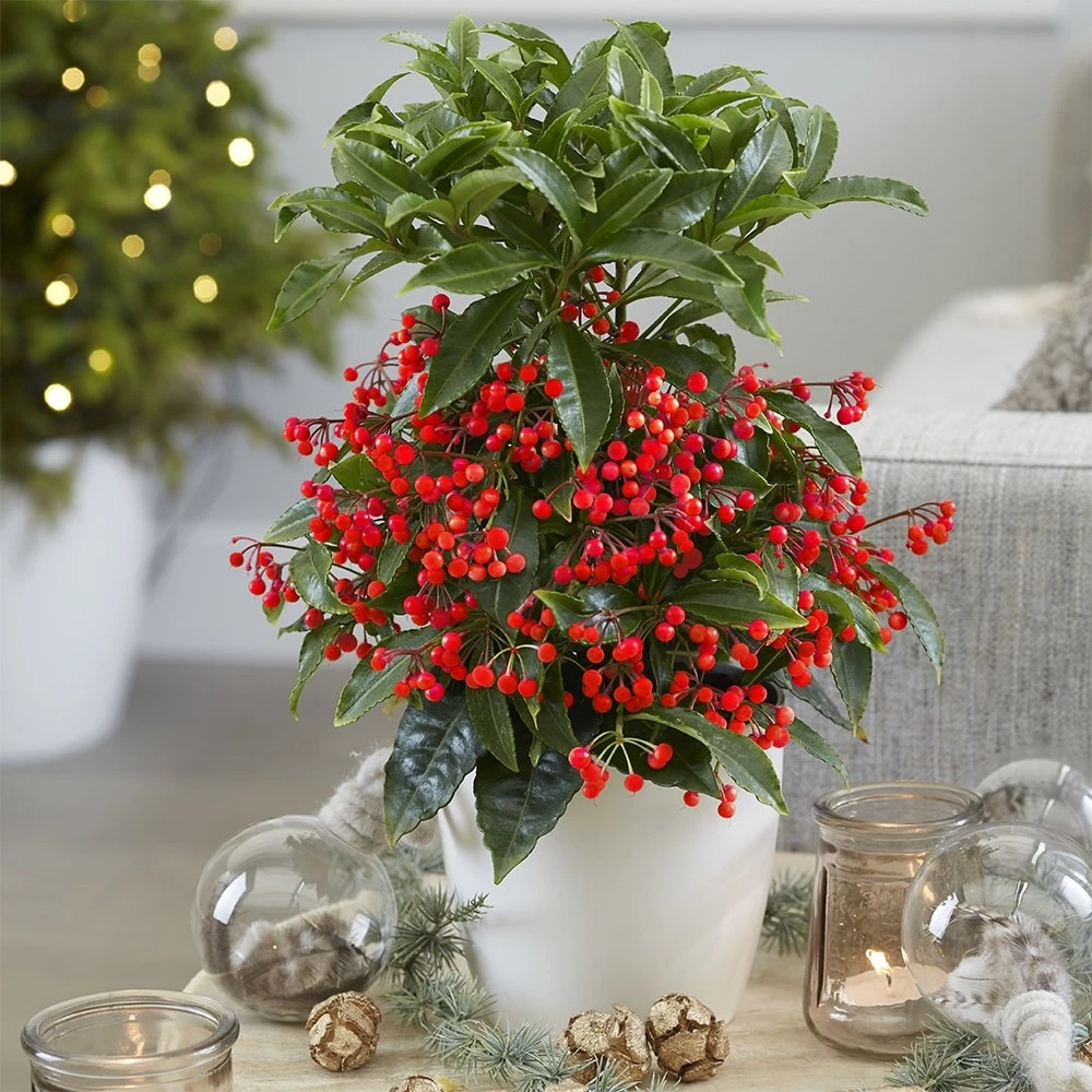 Ardisia Crenata 'Queen Star' (PBR) 5 Ardisia Crenata 'Queen Star' (PBR) - Image 3