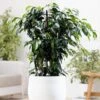 Ficus Benjamina 'Danielle' (PBR) 1 Ficus Benjamina 'Danielle' (PBR) -Herbalife Shop pl2000028196