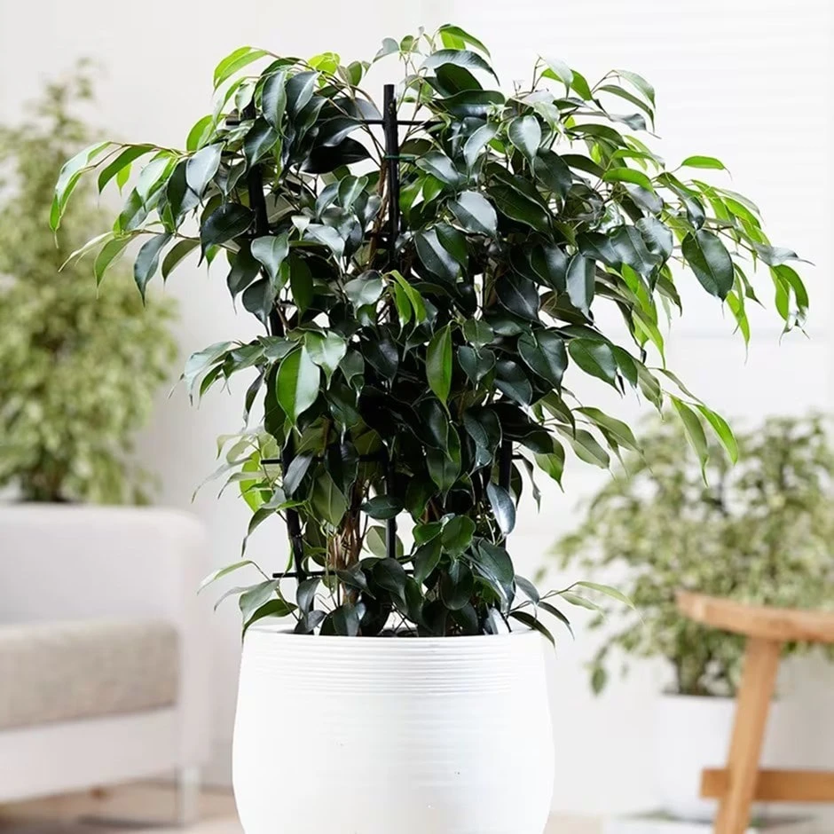 Ficus Benjamina 'Danielle' (PBR) 3 Ficus Benjamina 'Danielle' (PBR)