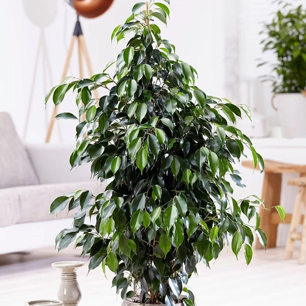 Ficus Benjamina 'Danielle' (PBR) 4 Ficus Benjamina 'Danielle' (PBR) - Image 2