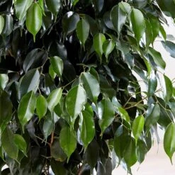Ficus Benjamina 'Danielle' (PBR) 8 Ficus Benjamina 'Danielle' (PBR) -Herbalife Shop pl2000028196 card3 lg
