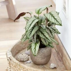 Goeppertia 'Whitestar' -Herbalife Shop pl2000028197 card3 lg