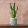 Sansevieria Zeylanica 1 Sansevieria Zeylanica -Herbalife Shop pl2000028199