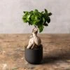 Ficus Microcarpa 'Ginseng' -Herbalife Shop pl2000028200