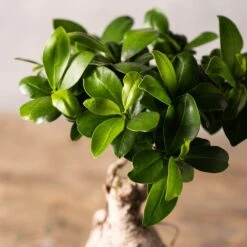 Ficus Microcarpa 'Ginseng' -Herbalife Shop pl2000028200 card2 lg