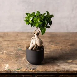 Ficus Microcarpa 'Ginseng' -Herbalife Shop pl2000028200 card3 lg