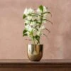 Dendrobium Spring Dream ('Apollon') (PBR) -Herbalife Shop pl2000028201