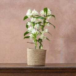 Dendrobium Spring Dream ('Apollon') (PBR) -Herbalife Shop pl2000028201 card2 lg