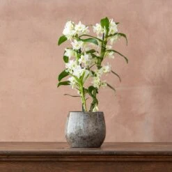Dendrobium Spring Dream ('Apollon') (PBR) -Herbalife Shop pl2000028201 card3 lg