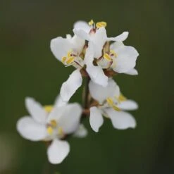 Libertia Chilensis -Herbalife Shop pl2000028243 card4 lg