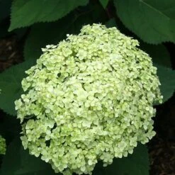 Hydrangea Arborescens Lime Rickey ('Smnhalr') (PBR) -Herbalife Shop pl2000028409 card2 lg