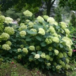 Hydrangea Arborescens Lime Rickey ('Smnhalr') (PBR) -Herbalife Shop pl2000028409 card3 lg
