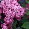 Hydrangea Arborescens Ruby Annabelle ('Ncha3') (PBR) 2 Hydrangea Arborescens Ruby Annabelle ('Ncha3') (PBR) -Herbalife Shop pl2000028434