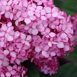 Hydrangea Arborescens Ruby Annabelle ('Ncha3') (PBR) -Herbalife Shop pl2000028434 card2 lg