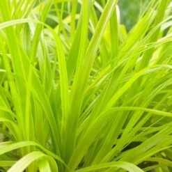 Carex Oshimensis 'Everillo' (PBR) (EverColor Series) -Herbalife Shop pl2000028687 card2 lg